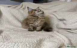 Maine Coon cats for sale: Stuning Maine Coon girl - Advert 1