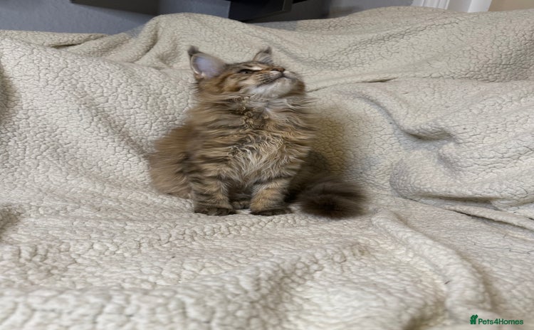 Maine Coon cats Stuning Maine Coon girl - Advert 1