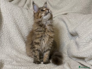 Maine Coon cats Stuning Maine Coon girl - Advert 3