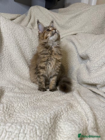 Maine Coon cats Stuning Maine Coon girl - Advert 1