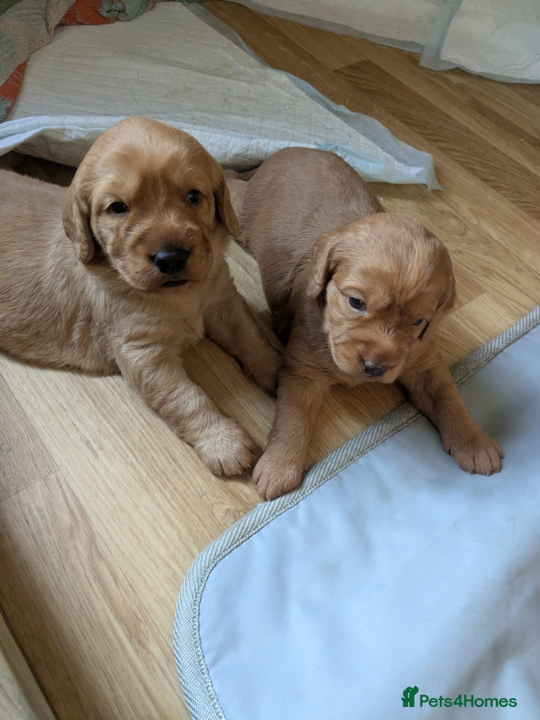 Labradoodle dogs for sale: F1 Miniature Labradoodles  - Advert 5