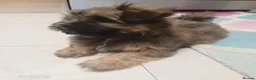 Shih Tzu dogs for sale: Pretty  girl  Shih Tzu in Boston - Advert 8
