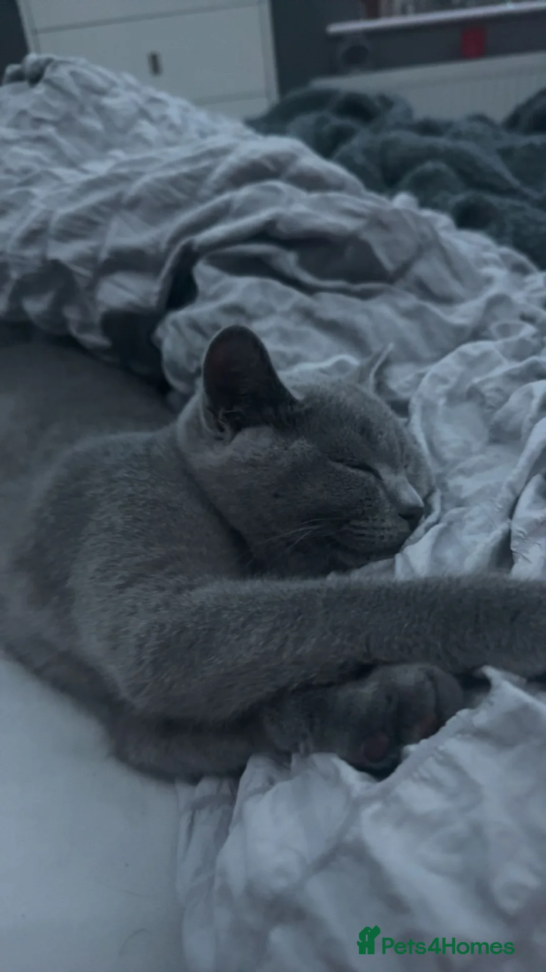 British Shorthair cats for sale: archie in Blackpool - Advert 2
