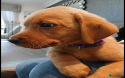 Labrador Retriever dogs for sale: KC Reg Fox Red Labrador pups.Council licensed. - Image 5