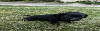 Blue Collared Pup