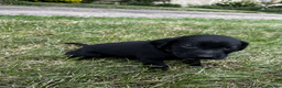 Labrador Retriever dogs for sale: Working Labrador Retriever Puppies - Advert 17