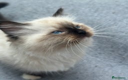 Ragdoll cats for sale: Rare European Chunky ragdolls - Image 3