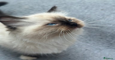 Ragdoll cats - Advert 11