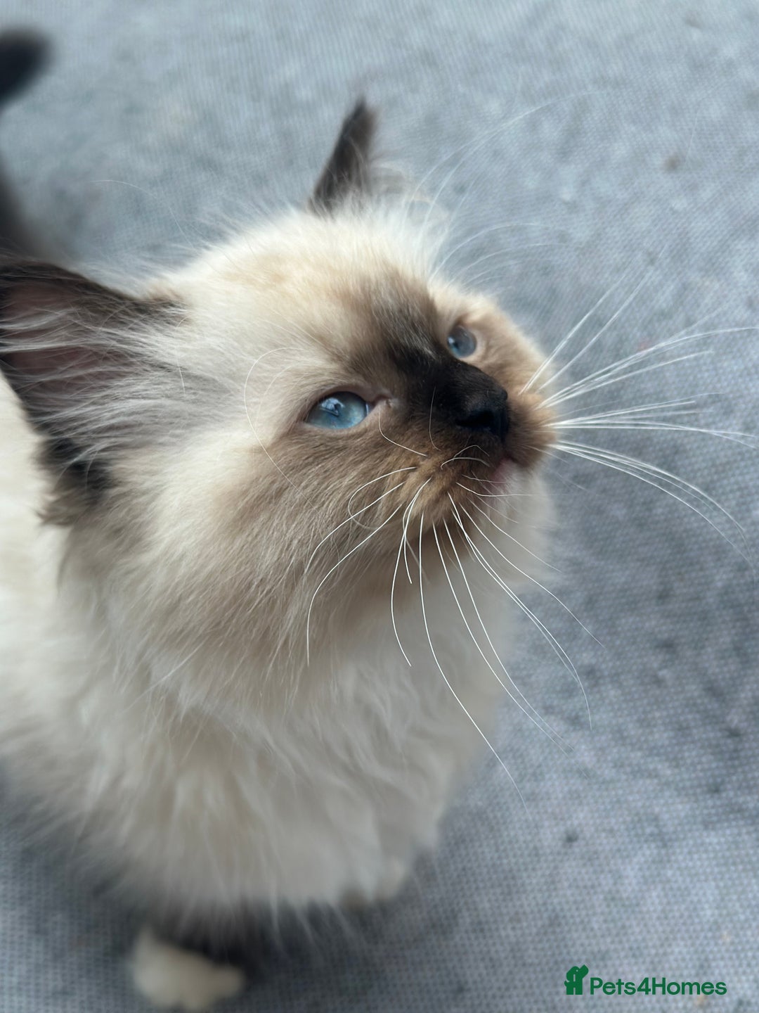 Ragdoll cats for sale: Rare European Chunky ragdolls - Image 3