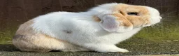 Mini Lop rabbits for sale: Chocolate Harli extreme blue eyed  - Advert 13