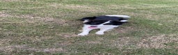 Border Collie dogs for sale: Rex the border collie - Advert 8