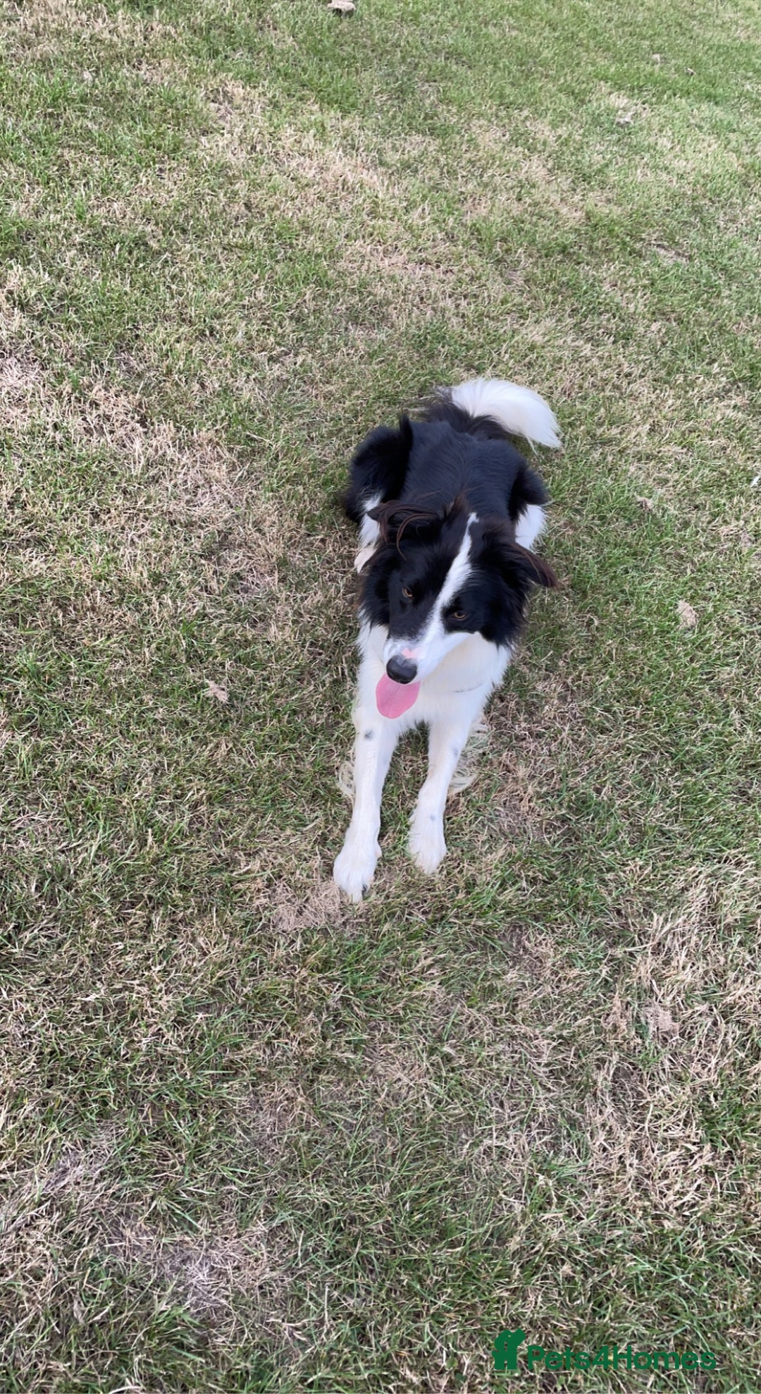 Border Collie dogs for sale: Rex the border collie - Advert 8