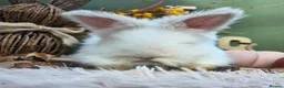 Angora rabbits for sale: Last 2 English Angora Bucks - Advert 4