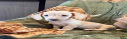 Miniature Dachshund dogs for sale: Beautiful miniature dachshunds  - Advert 7