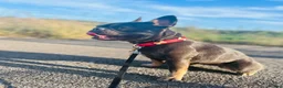French Bulldog dogs for sale: This is Dolly-May - Advert 16