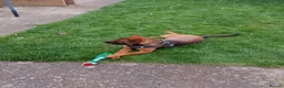 Belgian Shepherd Dog dogs for sale: 11 month old Belgium malinoisx  in Northampton - Advert 8