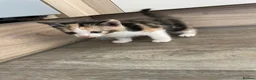 Mixed Breed cats for sale: 4 beautiful kittens looking for there forever home - Advert 15