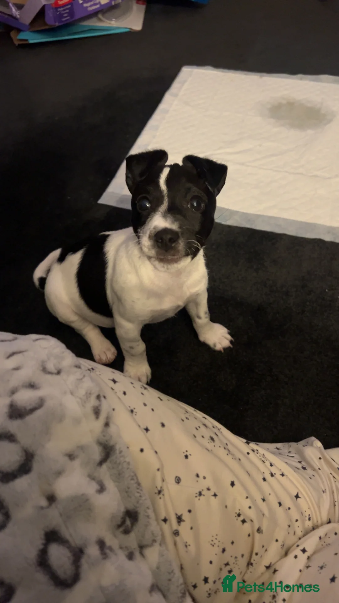 Jack Russell dogs for sale: Female Jack Russel  - Advert 3