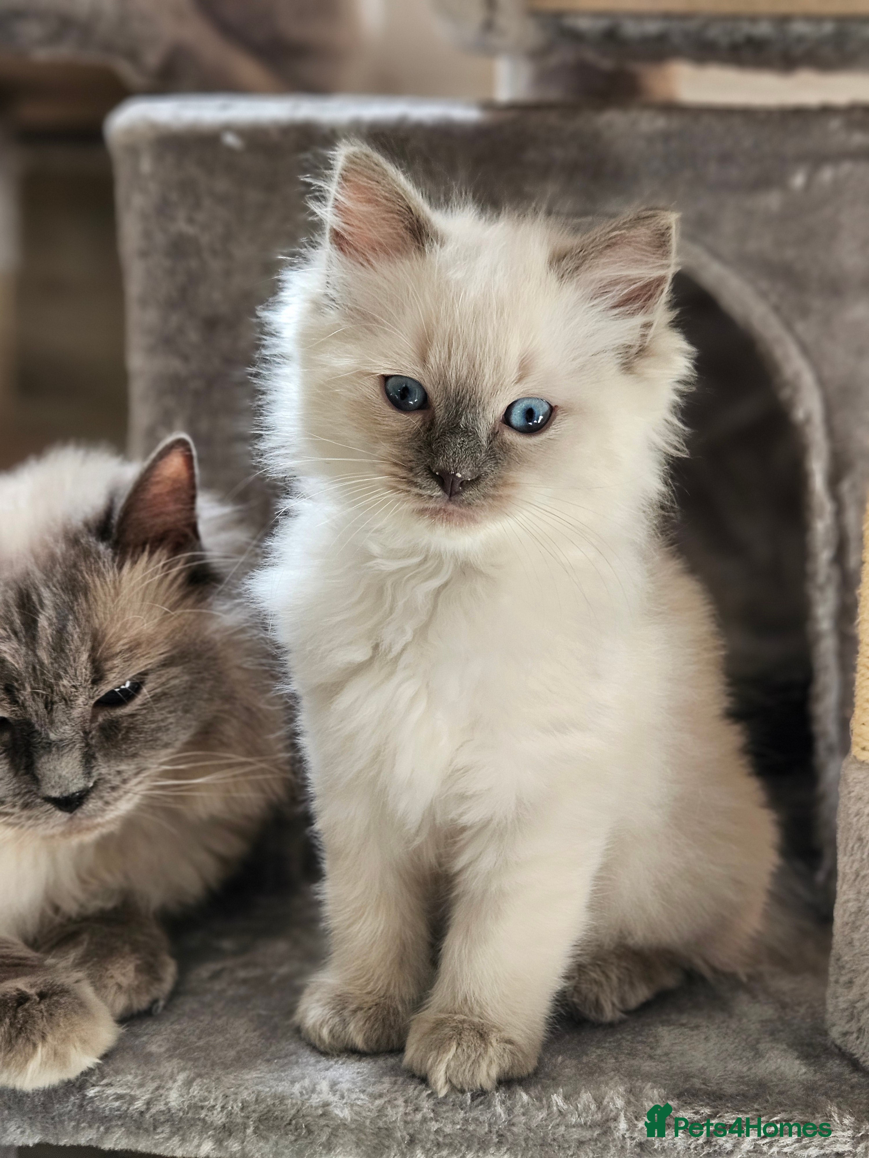 Ragdoll cats Ragdoll Kitten AVALIABLE  - Advert 12