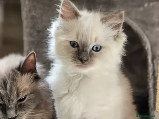 Ragdoll cats Ragdoll Kitten AVALIABLE - Advert 1