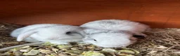 Mini Lop rabbits for sale: Five Baby Mini Lops - Advert 3