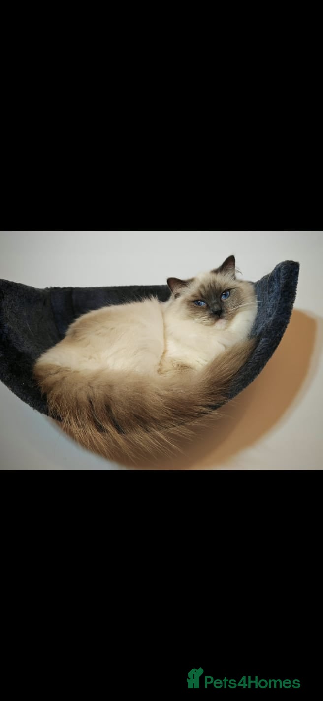 Ragdoll cats RETIRED QEEN RAGDOLL BLUE MITTED - Advert 3