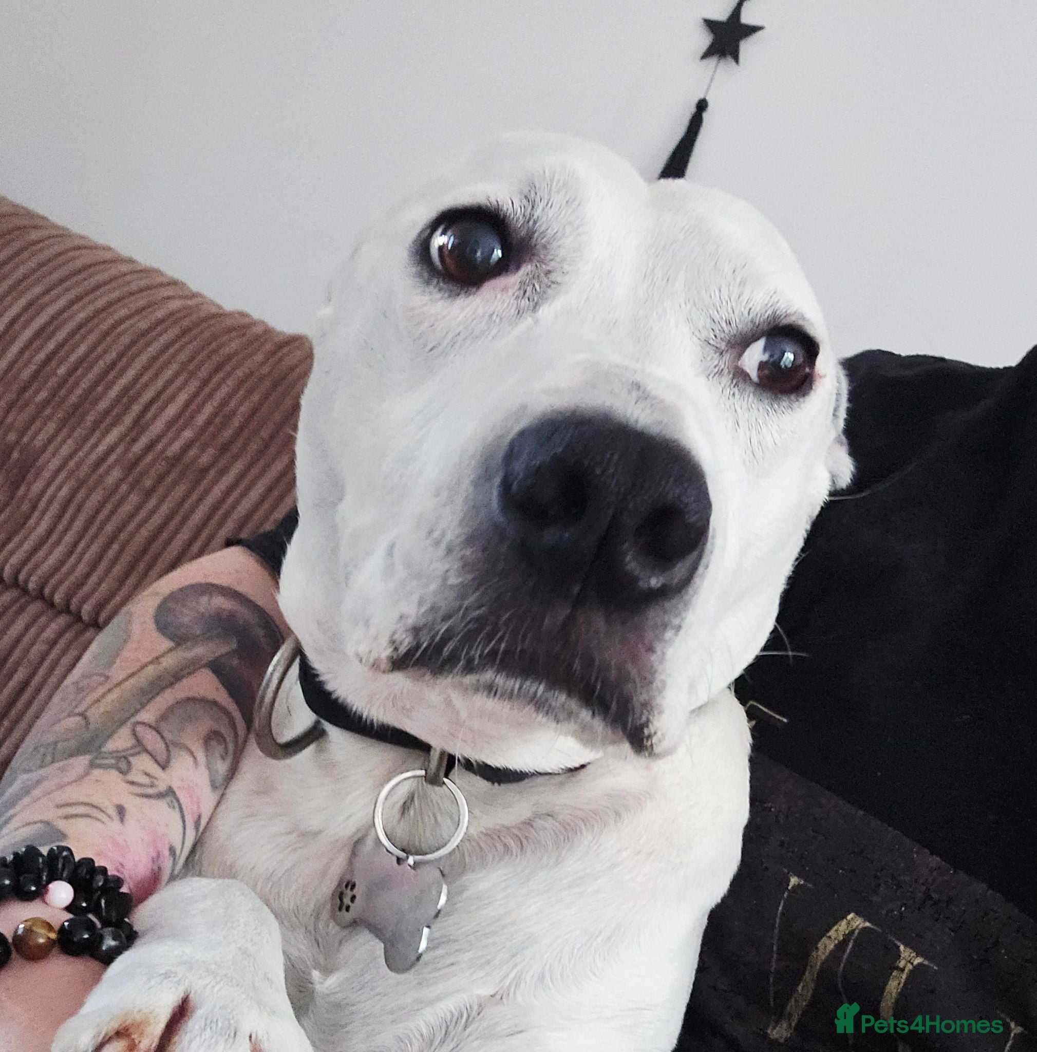 Staffordshire Bull Terrier dogs Beautiful Oscar looking for a loving home - Advert 18