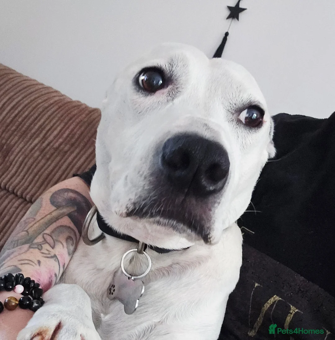 Staffordshire Bull Terrier dogs for sale: Beautiful Oscar looking for a loving home in Leicester - Advert 1