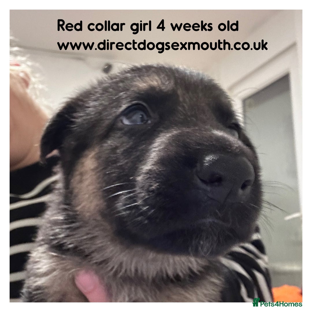 German Shepherd dogs for sale: German shepherd puppies  - Image 30
