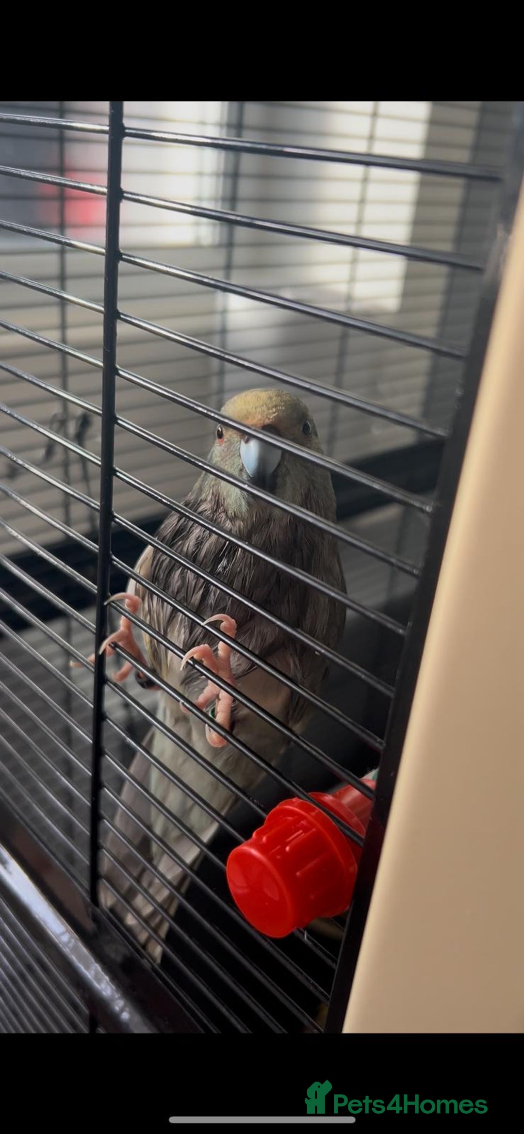 Cockatiels birds for sale: 2 Female Kakariki  - Advert 3