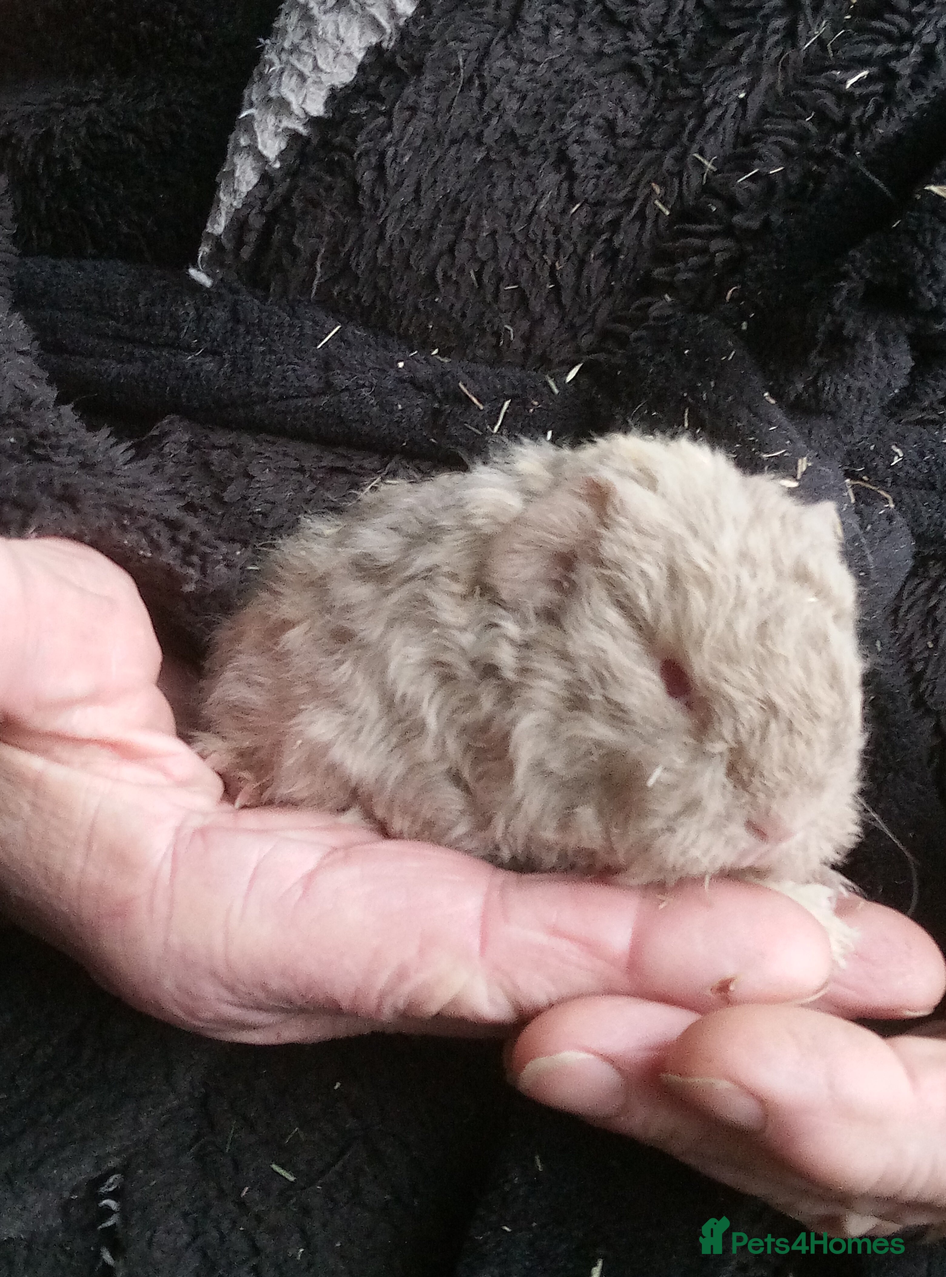 Guinea Pig rodents Long coated Sheltie and Texel baby boys  - Advert 10