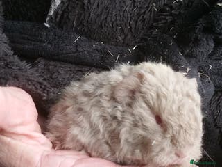 Guinea Pig rodents Long coated Sheltie and Texel baby boys - Advert 9