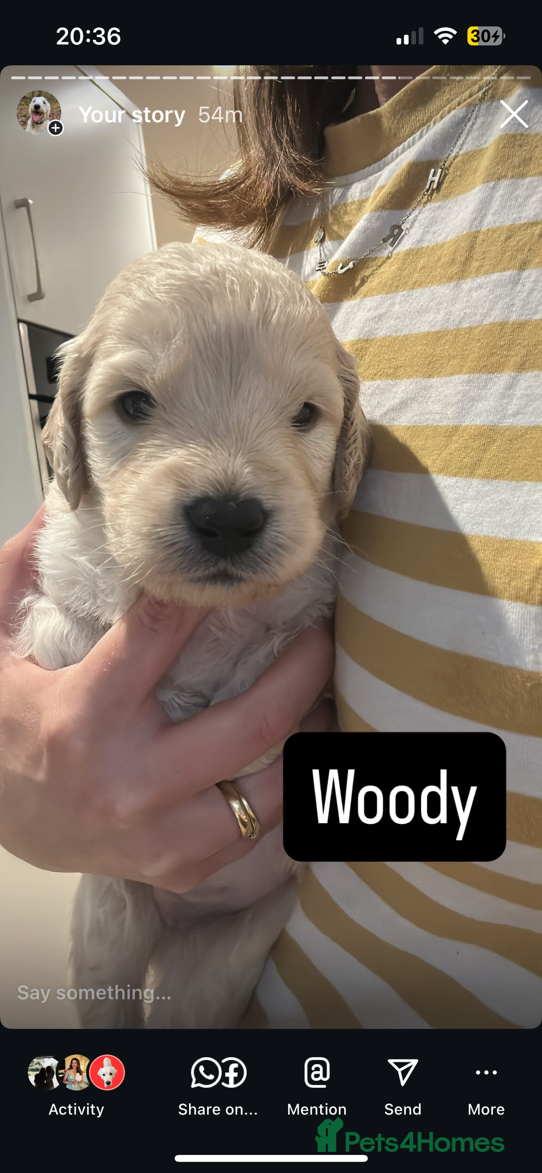 Double Doodle dogs for sale: Double doodles born 24/07/25 1 boy & 4 girls left - Image 25