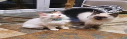 Ragdoll cats for sale: Beautiful GCCF Registered Ragdoll Kittens. - Advert 22