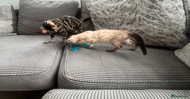 Bengal cats - Advert 13