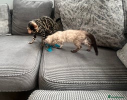 Bengal cats - Advert 3