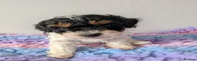 Black, White & Brown Parti (Girl)