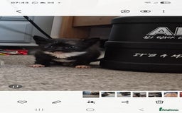 Domestic Shorthair cats for sale: 7 kittens Free to a good home - Image 4