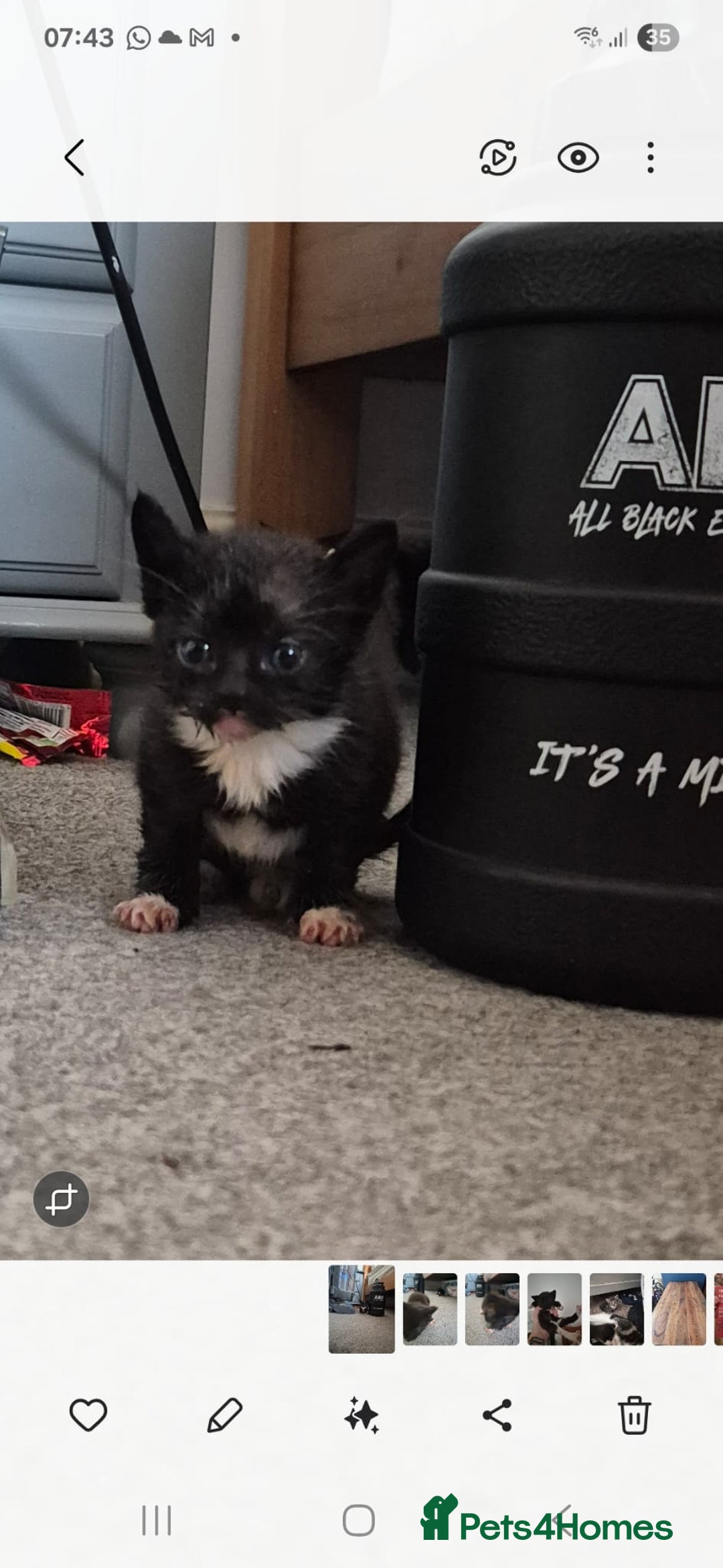 Domestic Shorthair cats for sale: 7 kittens Free to a good home - Image 4