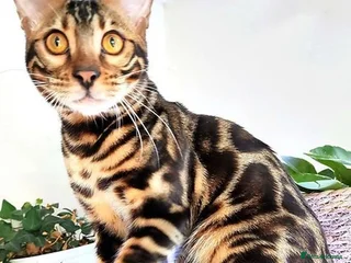 Bengal cats in Durham - Advert 20