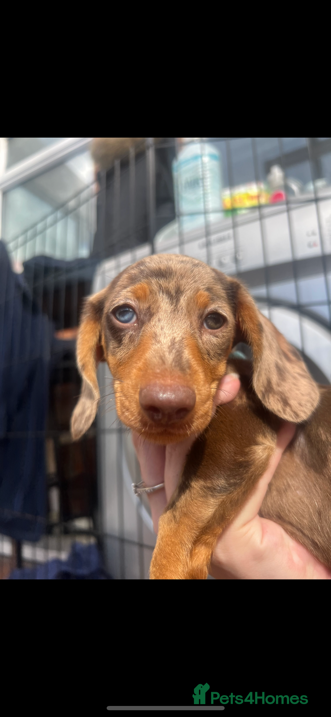 Dachshund dogs for sale: READY TO GO Dachshund Puppies dapple+chocolate - Image 30