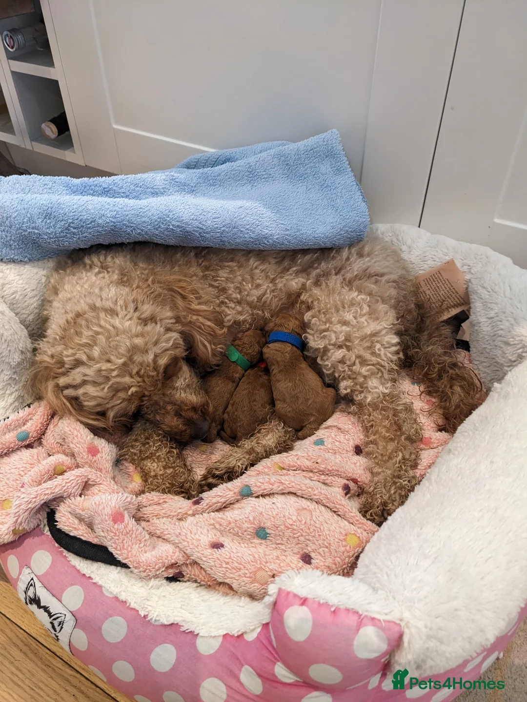 Miniature Poodle dogs for stud: ✅️DNA Test Red KC Miniature Poodle Stud Manchester in Manchester - Advert 22