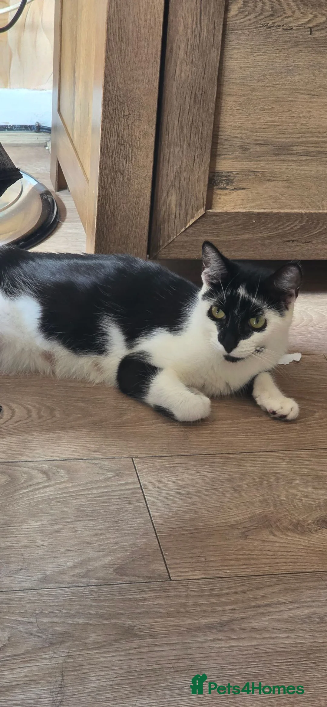 Mixed Breed cats for sale: 3 beautiful female kittens  - Advert 1