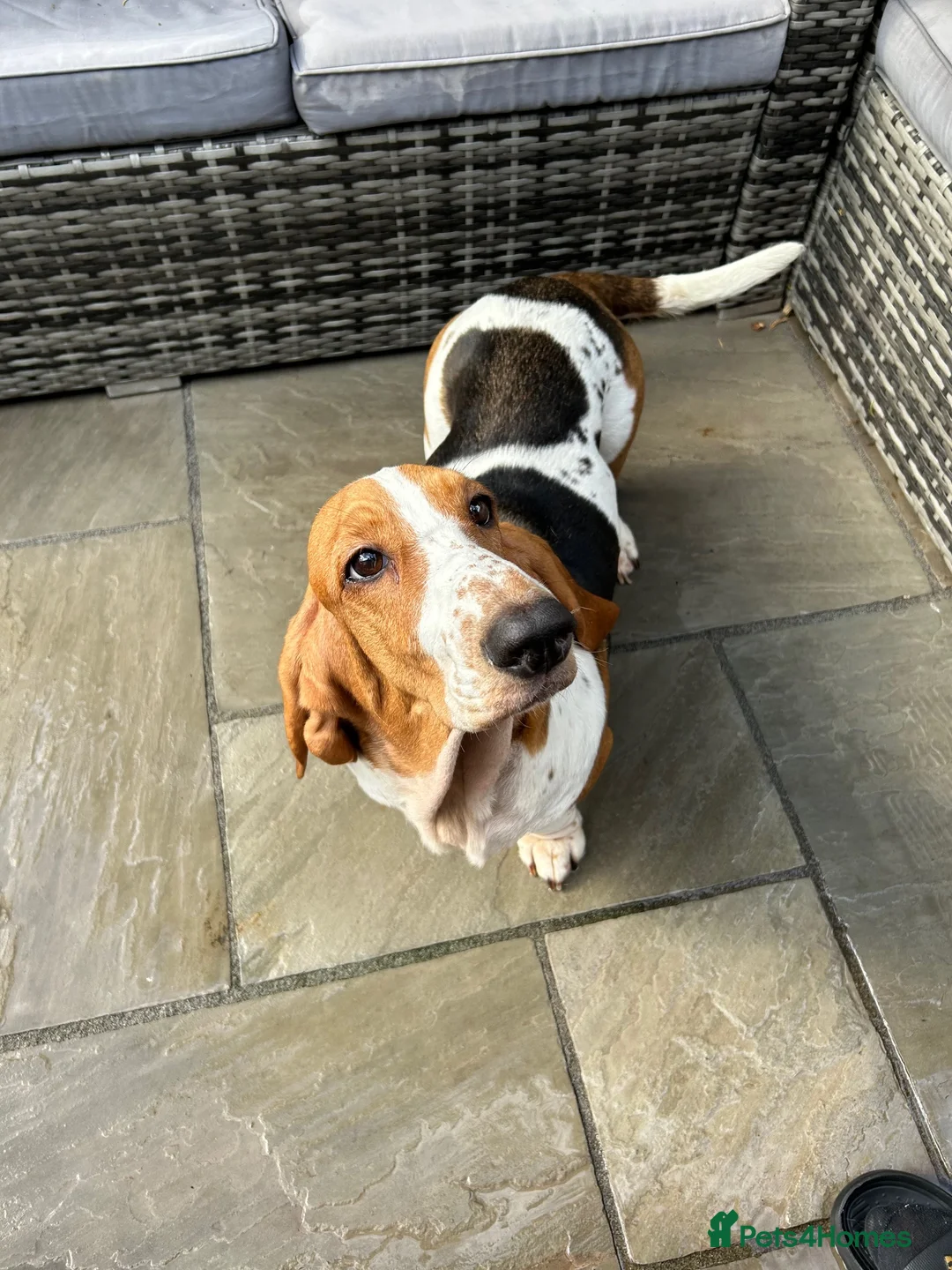 Basset Hound dogs for sale: Expected Litter of KC Basset Hound Pups - Advert 2
