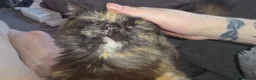 Munchkin cats for sale: Loving munchkin for sale - Advert 12