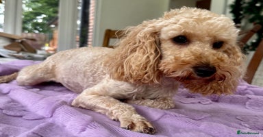 Miniature Poodle dogs - Advert 3