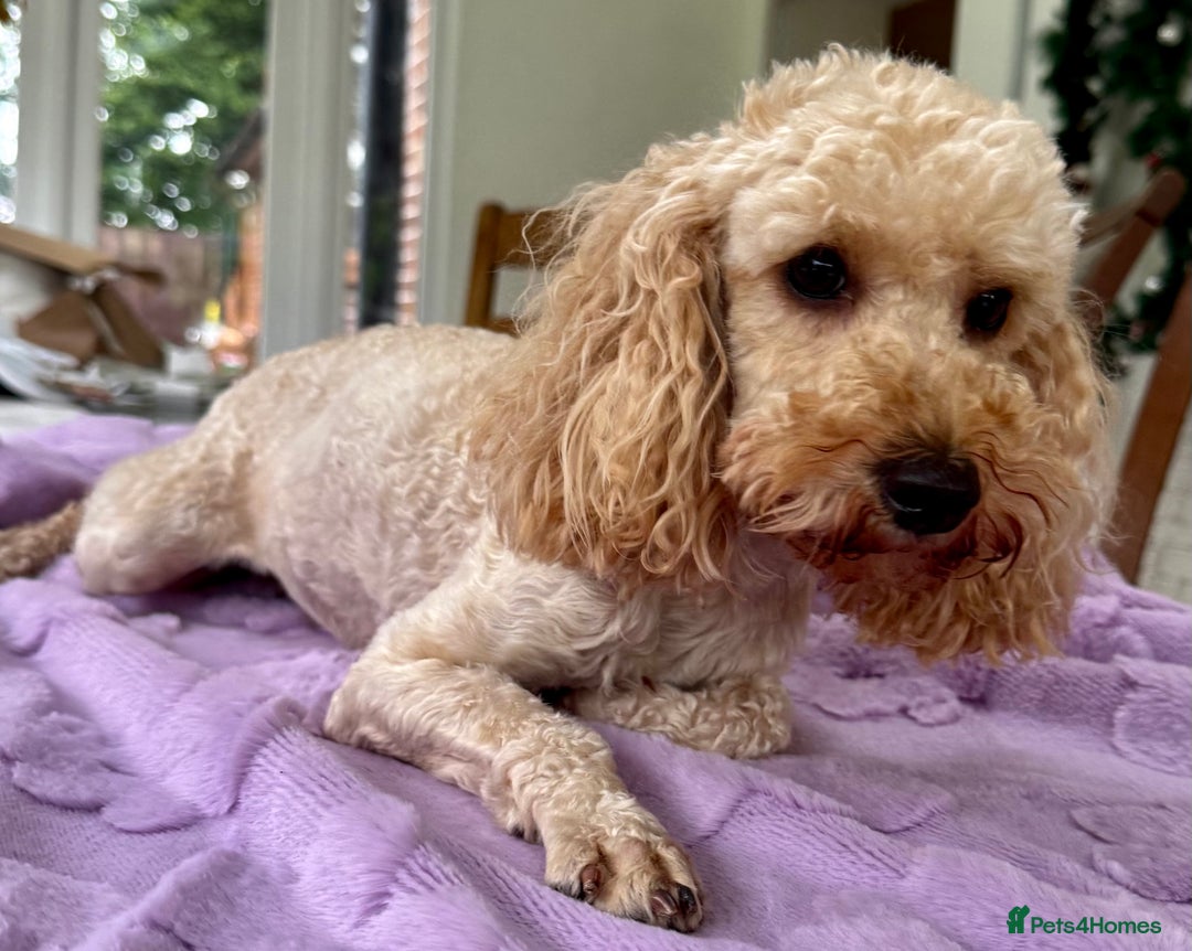 Miniature Poodle dogs for adoption: Lily – The Forgotten Angel - Image 3