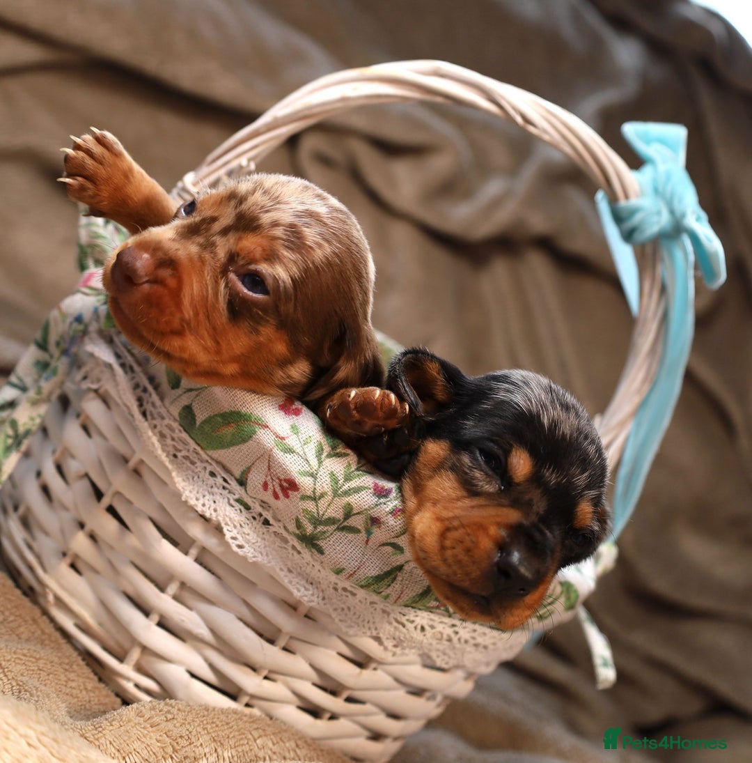 Dachshund dogs for sale: Dachshund Lovely Pupies Waiting for Forever Home - Image 9