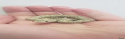 Snake reptiles for sale: Baby Western hognoses CB 25 & 26 ready to go  - Advert 6