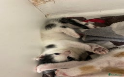 American Shorthair cats for sale: Kittens  - Image 12